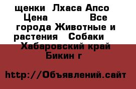 щенки  Лхаса Апсо › Цена ­ 20 000 - Все города Животные и растения » Собаки   . Хабаровский край,Бикин г.